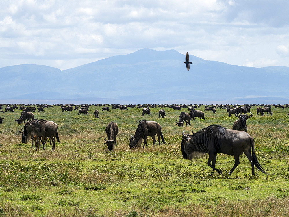 A confusion of blue wildebeest (brindled gnu) (Connochaetes taurinus), on the Great Migration, Serengeti National Park, Tanzania, East Africa, Africa