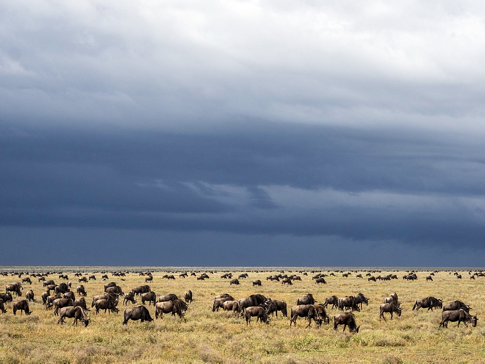 A confusion of blue wildebeest (Connochaetes taurinus), on the Great Migration, Serengeti National Park, Tanzania, East Africa, Africa