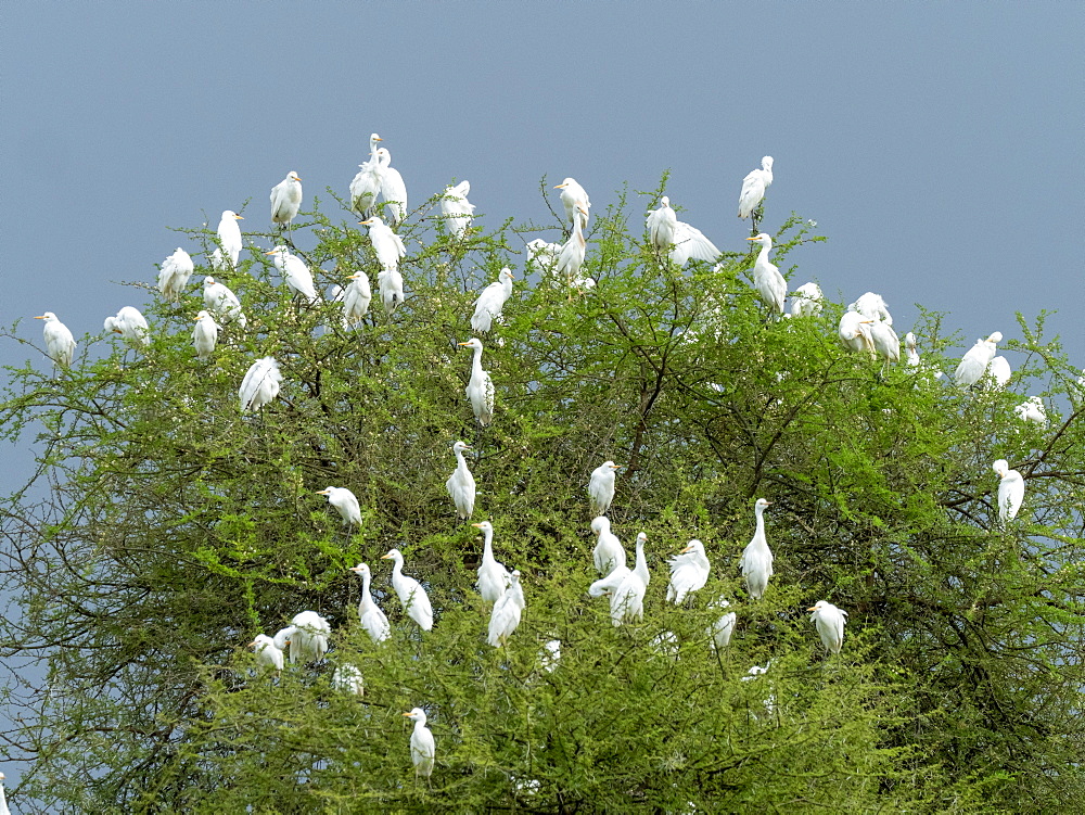 Cattle egrets (Bubulcus ibis), roosting in a tree in Tarangire National Park, Tanzania, East Africa, Africa