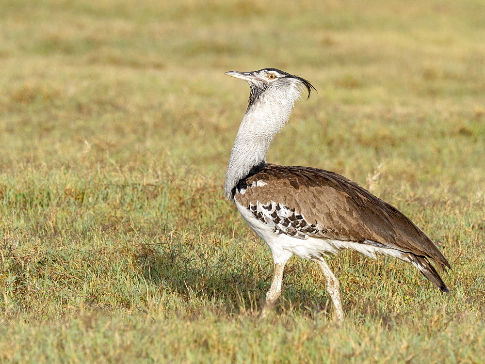 Adult kori bustard (Ardeotis kori), Ngorongoro Crater, Tanzania, East Africa, Africa