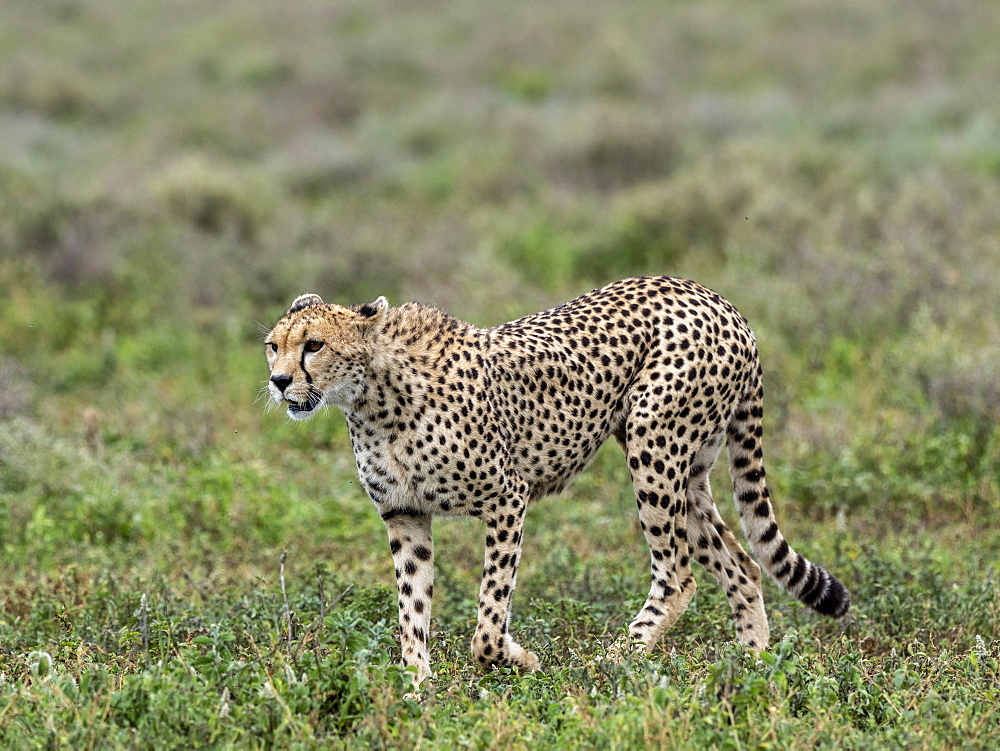 Adult cheetah (Acinonyx jubatus), stalking the Great Migration in Serengeti National Park, Tanzania, East Africa, Africa