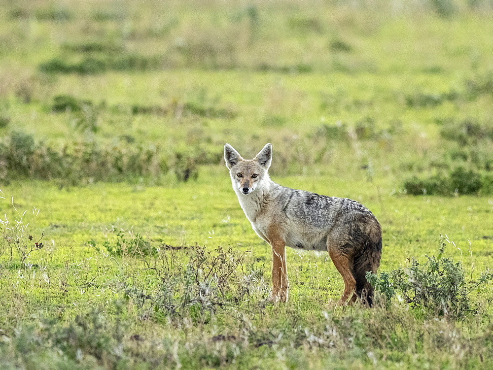 Adult African golden wolf (Canis anthus), Serengeti National Park, Tanzania, East Africa, Africa