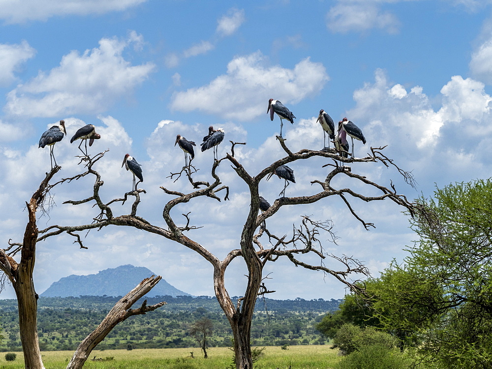 Adult marabou storks (Leptoptilos crumenifer), roosting in a tree in Tarangire National Park, Tanzania, East Africa, Africa