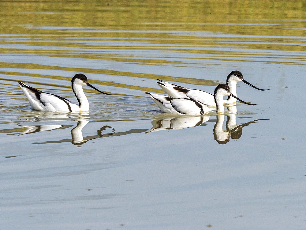 Adult pied avocets (Recurvirostra avosetta) feeding at a water hole in Ngorongoro Crater, Tanzania, East Africa, Africa