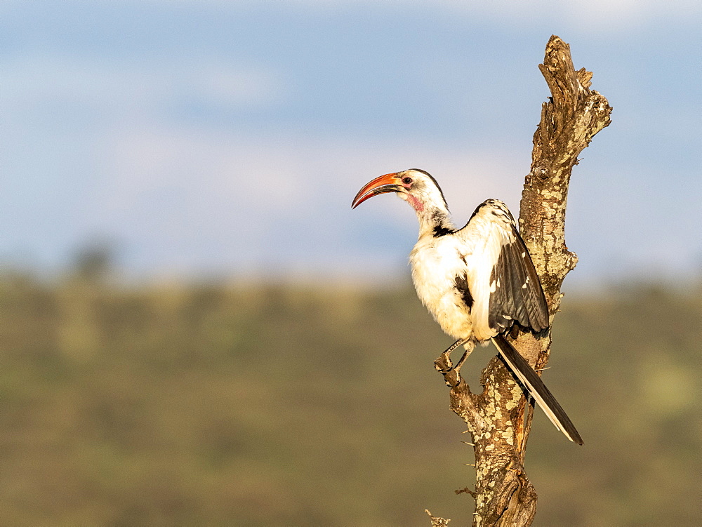 An adult Tanzanian red-billed hornbill (Tockus ruahae), Tarangire National Park, Tanzania, East Africa, Africa