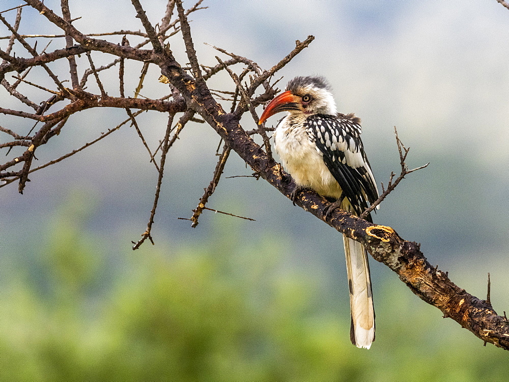 An adult Tanzanian red-billed hornbill (Tockus ruahae), Tarangire National Park, Tanzania, East Africa, Africa