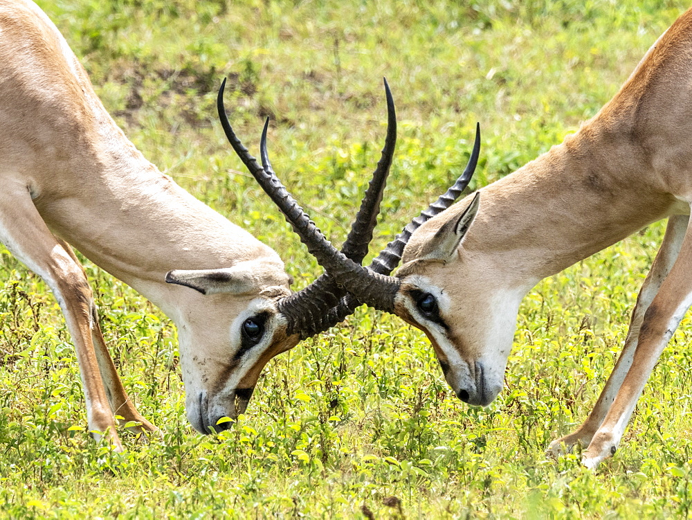 Adult male Grant's gazelles (Nanger granti) sparring inside Ngorongoro Crater, Tanzania, East Africa, Africa