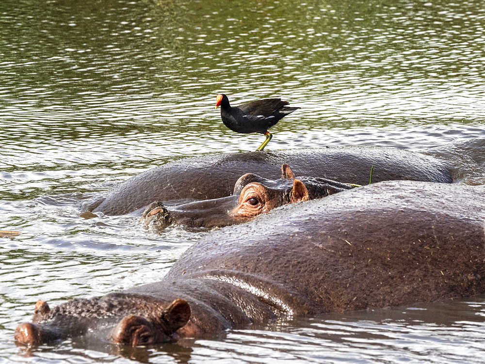 An adult hippopotamus (Hippopotamus amphibius) with a common moorhen, Ngorongoro Crater, Tanzania, East Africa, Africa