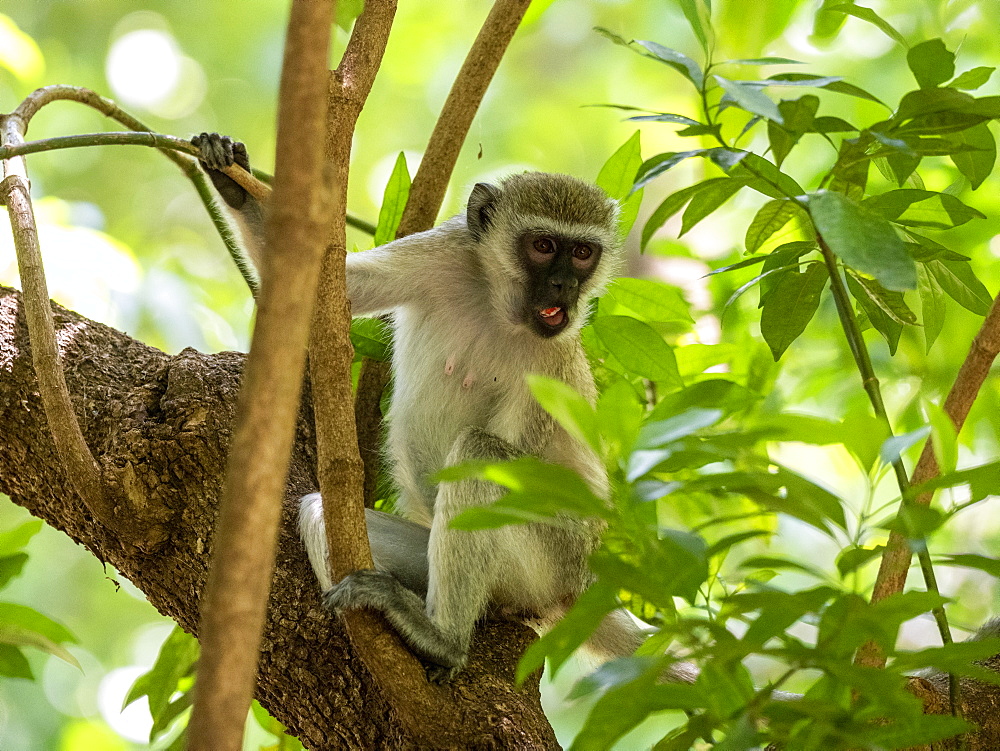 Vervet monkey (Chlorocebus pygerythrus), Lake Manyara National Park, Tanzania, East Africa, Africa