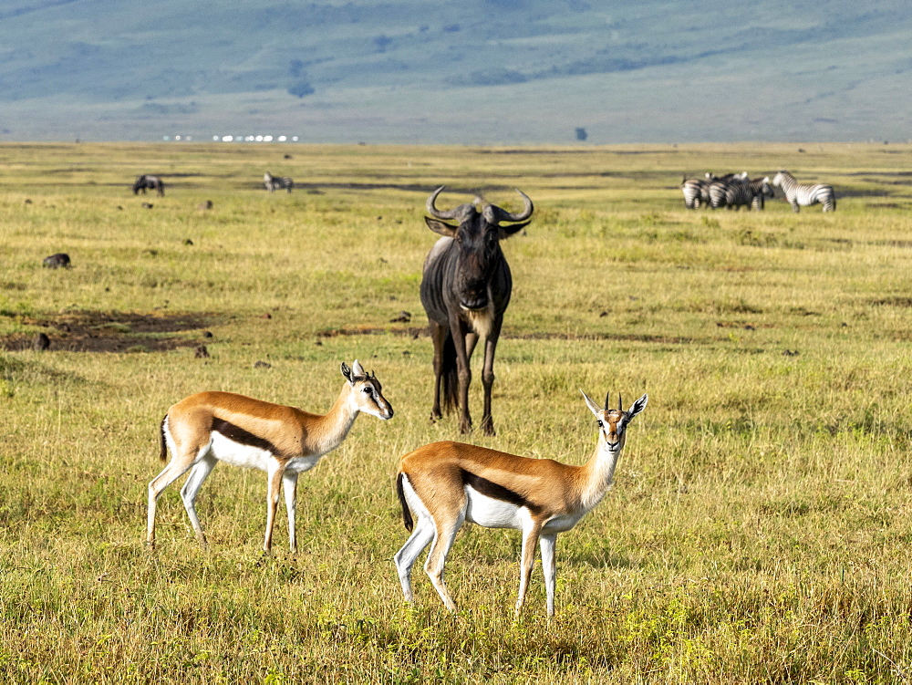 Thomson's gazelles (Eudorcas thomsonii), in Ngorongoro Crater, UNESCO World Heritage Site, Tanzania, East Africa, Africa