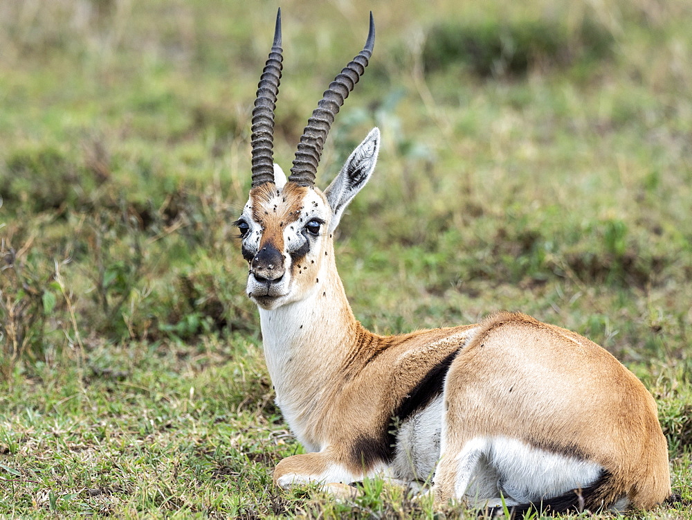 Thomson's gazelle (Eudorcas thomsonii), Serengeti National Park, Tanzania, East Africa, Africa