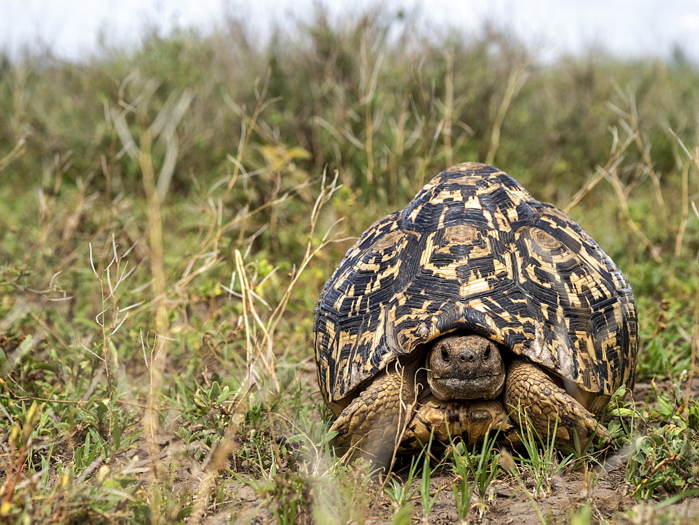 Adult leopard tortoise (Stigmochelys pardalis), Serengeti National Park, Tanzania, East Africa, Africa