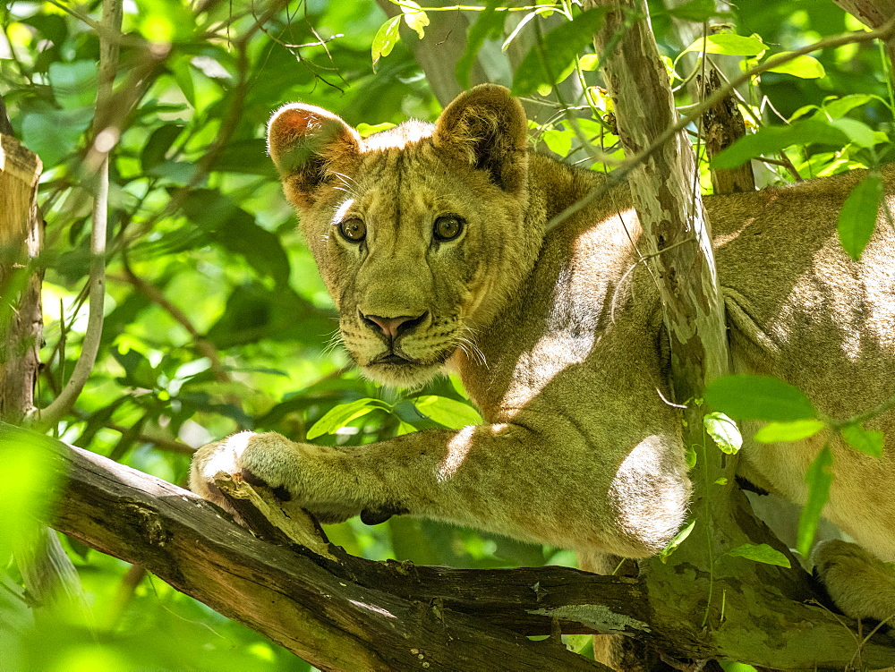 A young female lion (Panthera leo), resting in a tree in Lake Manyara National Park, Tanzania, East Africa, Africa