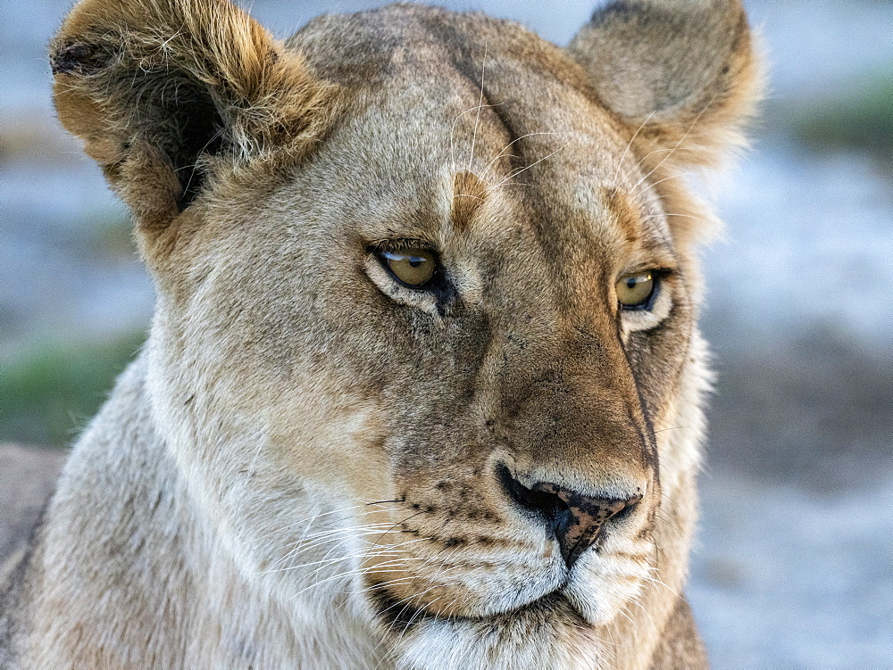 A female lion (Panthera leo), face detail, Serengeti National Park, Tanzania, East Africa, Africa