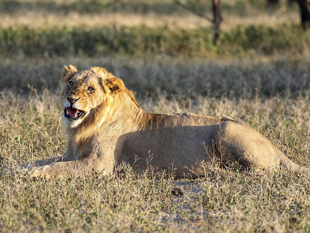 A male lion (Panthera leo), Serengeti National Park, Tanzania, East Africa, Africa