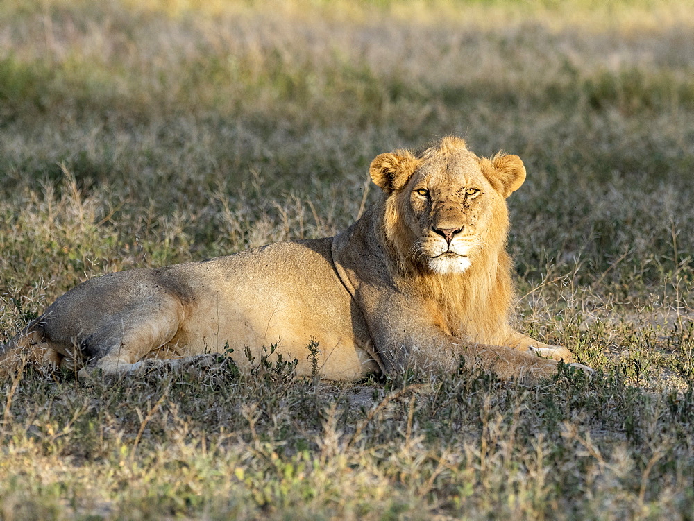 A male lion (Panthera leo), Serengeti National Park, Tanzania, East Africa, Africa