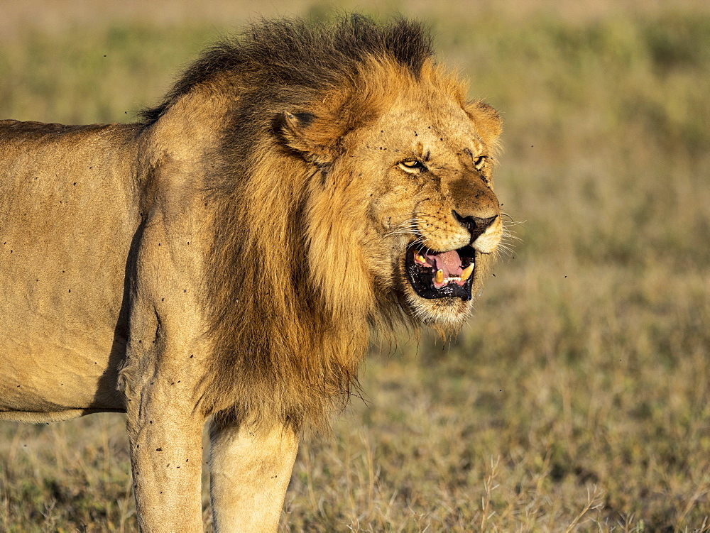 A male lion (Panthera leo), Serengeti National Park, Tanzania, East Africa, Africa