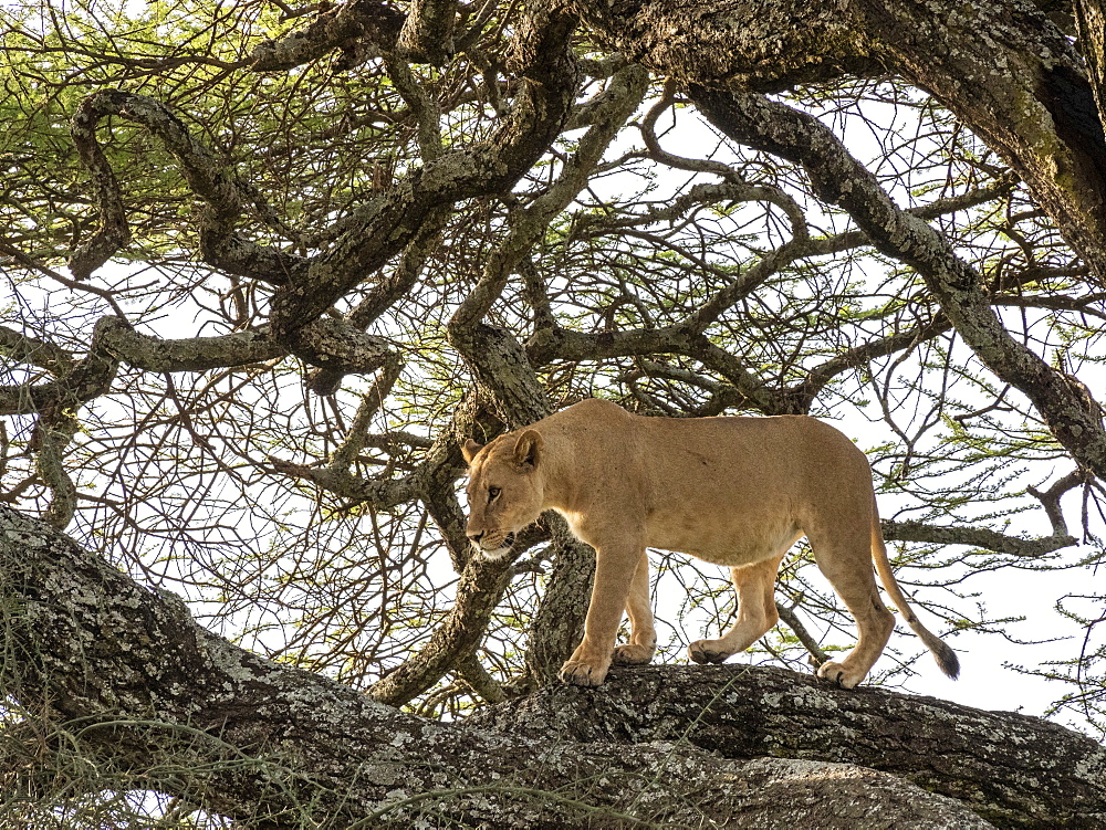 A female lioness (Panthera leo), in a tree in Serengeti National Park, Tanzania, East Africa, Africa