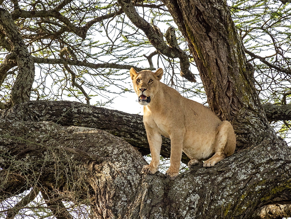 A female lioness (Panthera leo), in a tree in Serengeti National Park, Tanzania, East Africa, Africa