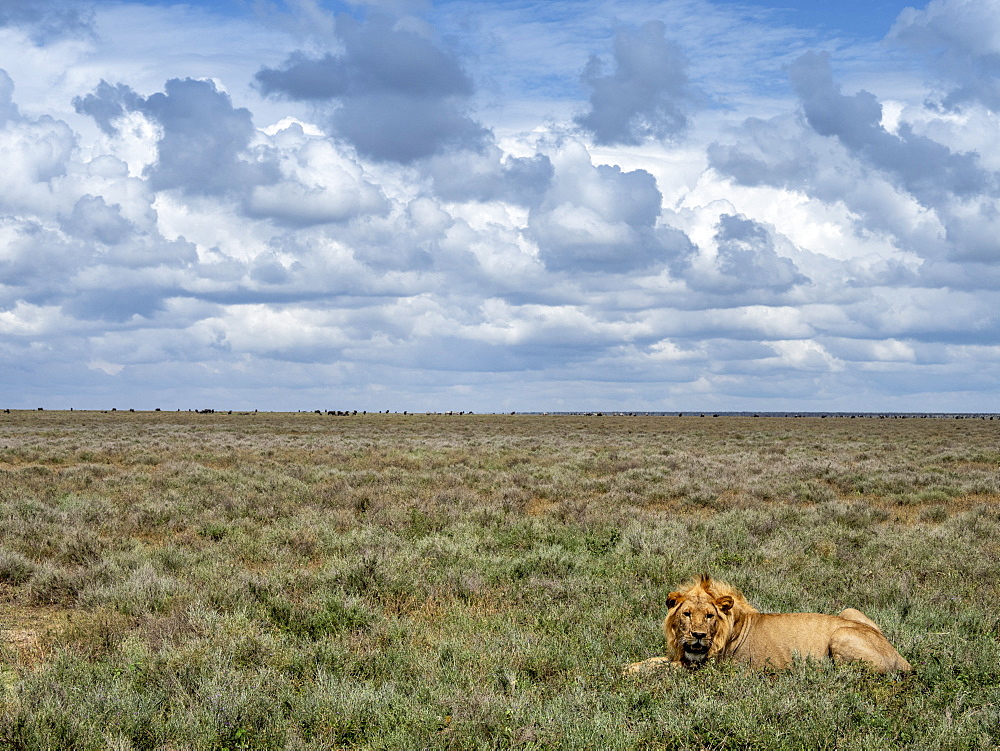 An adult male lion (Panthera leo), Serengeti National Park, UNESCO World Heritage Site, Tanzania, East Africa, Africa