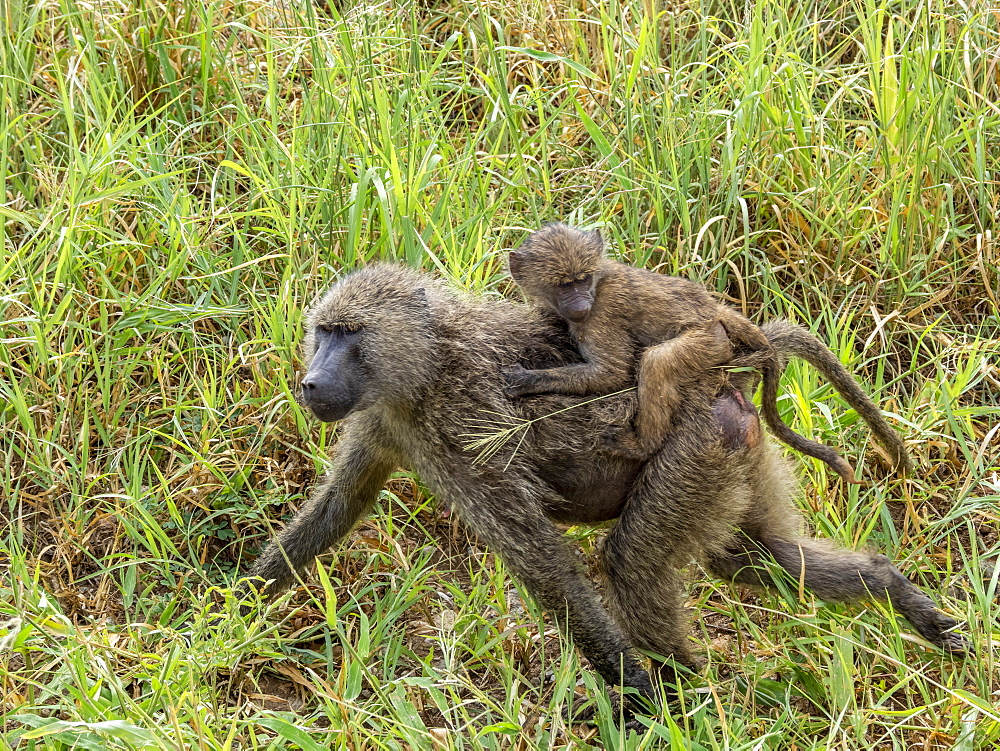 Adult olive baboon (Papio anubis) carrying juvenile on its back in Tarangire National Park, Tanzania, East Africa, Africa