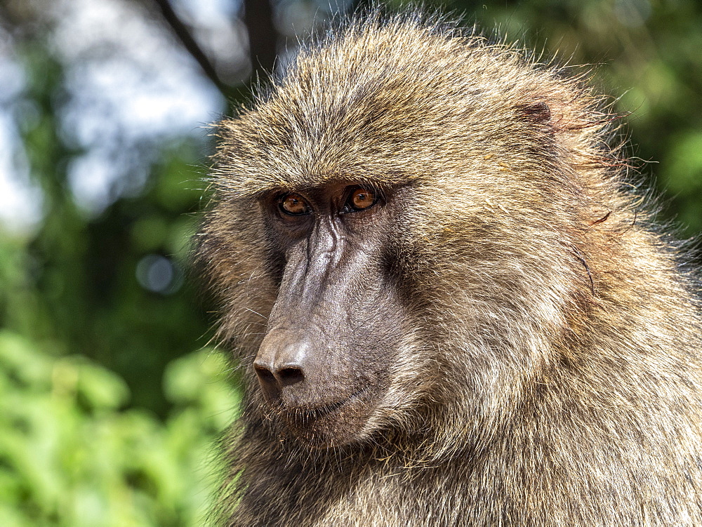 Adult olive baboon (Papio anubis), Ngorongoro Conservation Area, Tanzania, East Africa, Africa