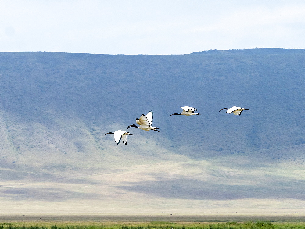 African sacred ibis (Threskiornis aethiopicusi), in flight inside Ngorongoro Crater, UNESCO World Heritage Site, Tanzania, East Africa, Africa