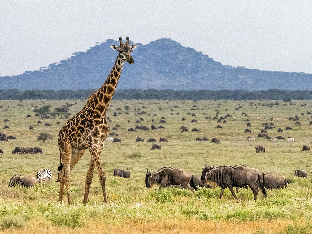 An adult Masai giraffe (Giraffa camelopardalis tippelskirchii), Serengeti National Park, UNESCO World Heritage Site, Tanzania, East Africa, Africa