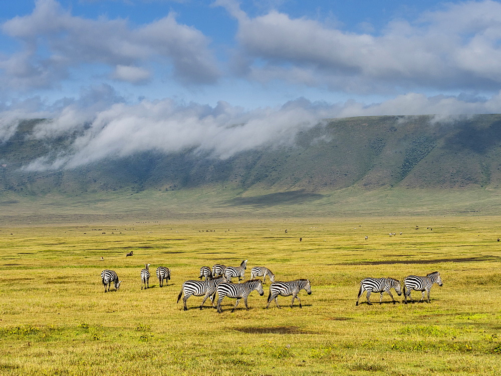 Plains zebras (Equus quagga), inside Ngorongoro Crater, UNESCO World Heritage Site, Tanzania, East Africa, Africa