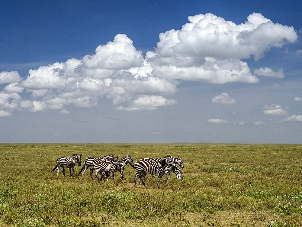 Plains zebras (Equus quagga) in Serengeti National Park, UNESCO World Heritage Site, Tanzania, East Africa, Africa