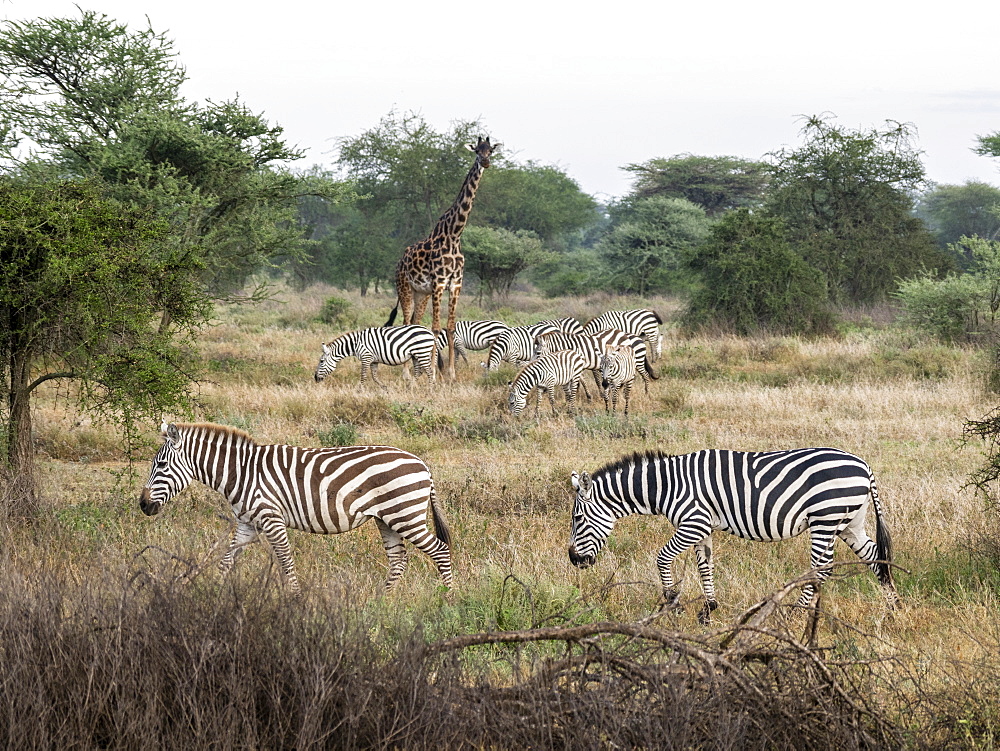 Plains zebras (Equus quagga) with giraffe in Serengeti National Park, UNESCO World Heritage Site, Tanzania, East Africa, Africa