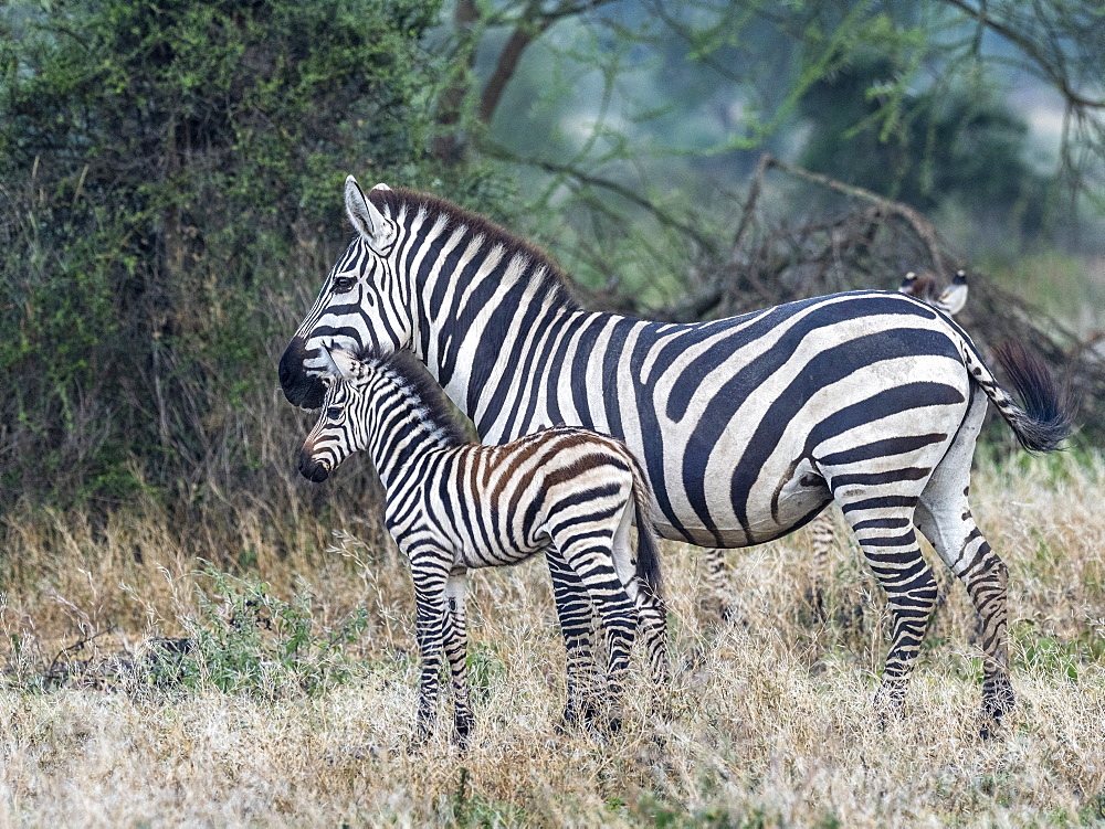 Plains zebra (Equus quagga), mother and colt, Serengeti National Park, Tanzania, East Africa, Africa