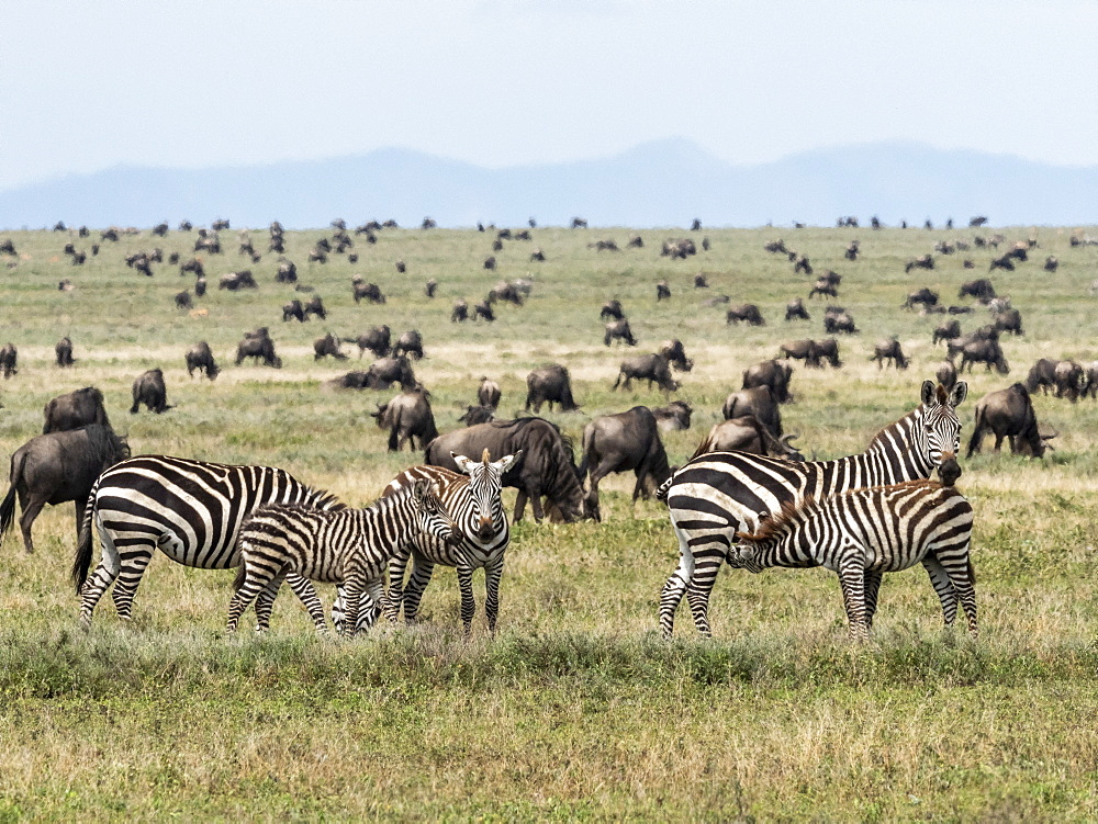 Plains zebras (Equus quagga), mothers and colts in Serengeti National Park, UNESCO World Heritage Site, Tanzania, East Africa, Africa