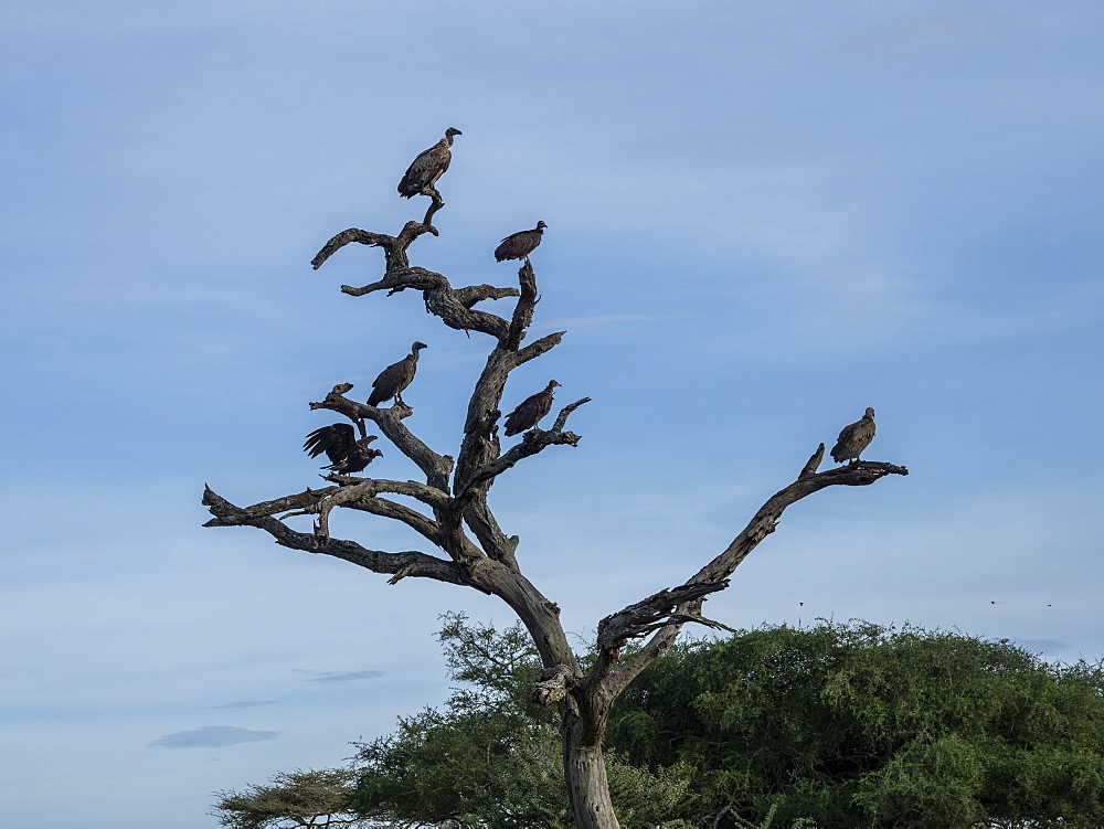 African white-backed vultures (Gyps africanus), Tarangire National Park, Tanzania, East Africa, Africa