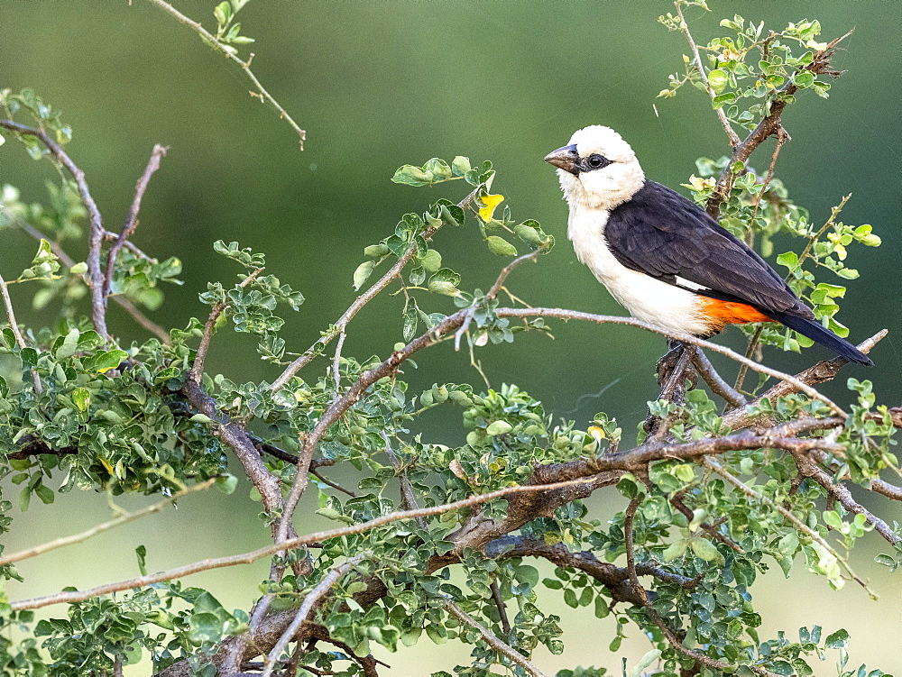 An adult white-headed buffalo weaver (Dinemellia dinemelli), Tarangire National Park, Tanzania, East Africa, Africa