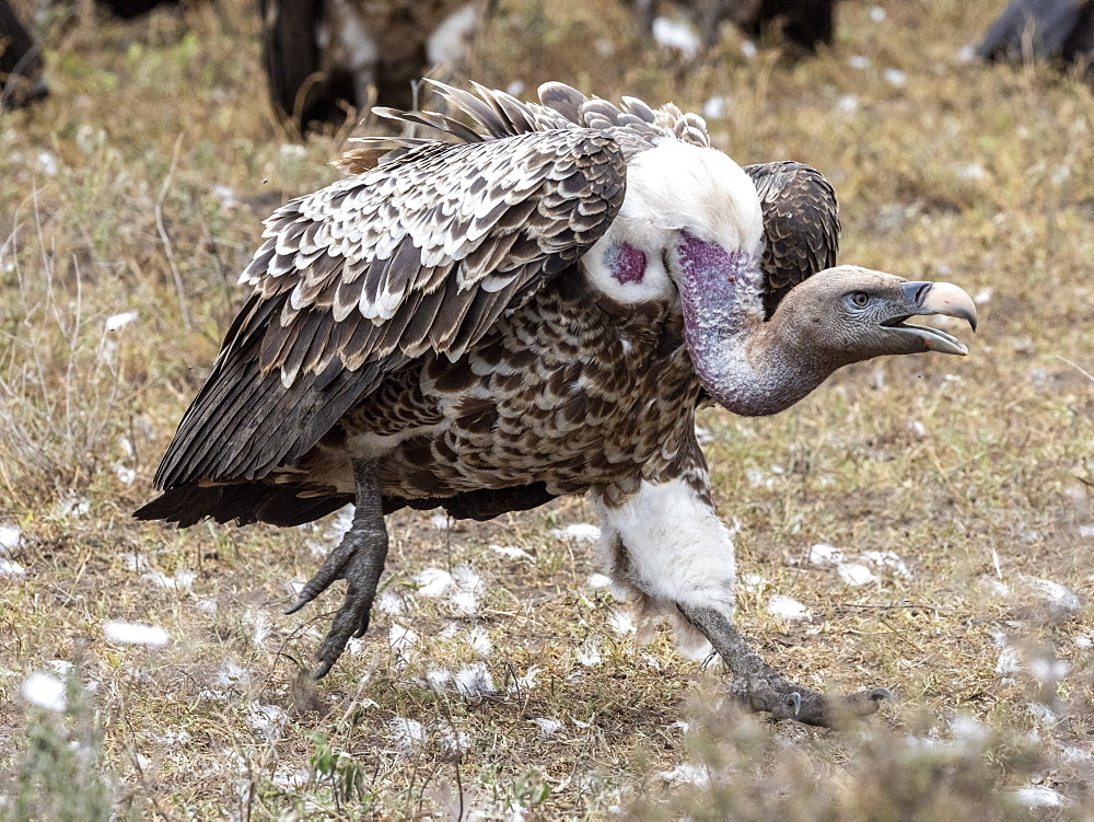 Ruppell's vultures (Gyps rueppelli) on the carcass of a plains zebra in Serengeti National Park, Tanzania, East Africa, Africa