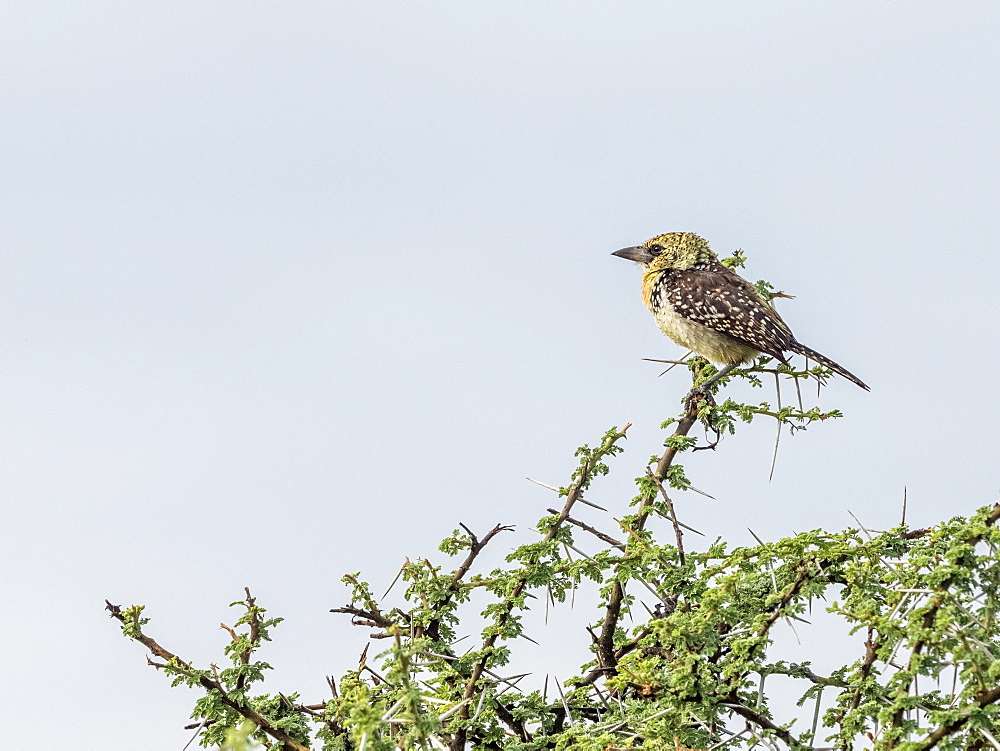 An adult D'Arnaud's barbet (Trachyphonus darnaudii), Serengeti National Park, Tanzania, East Africa, Africa