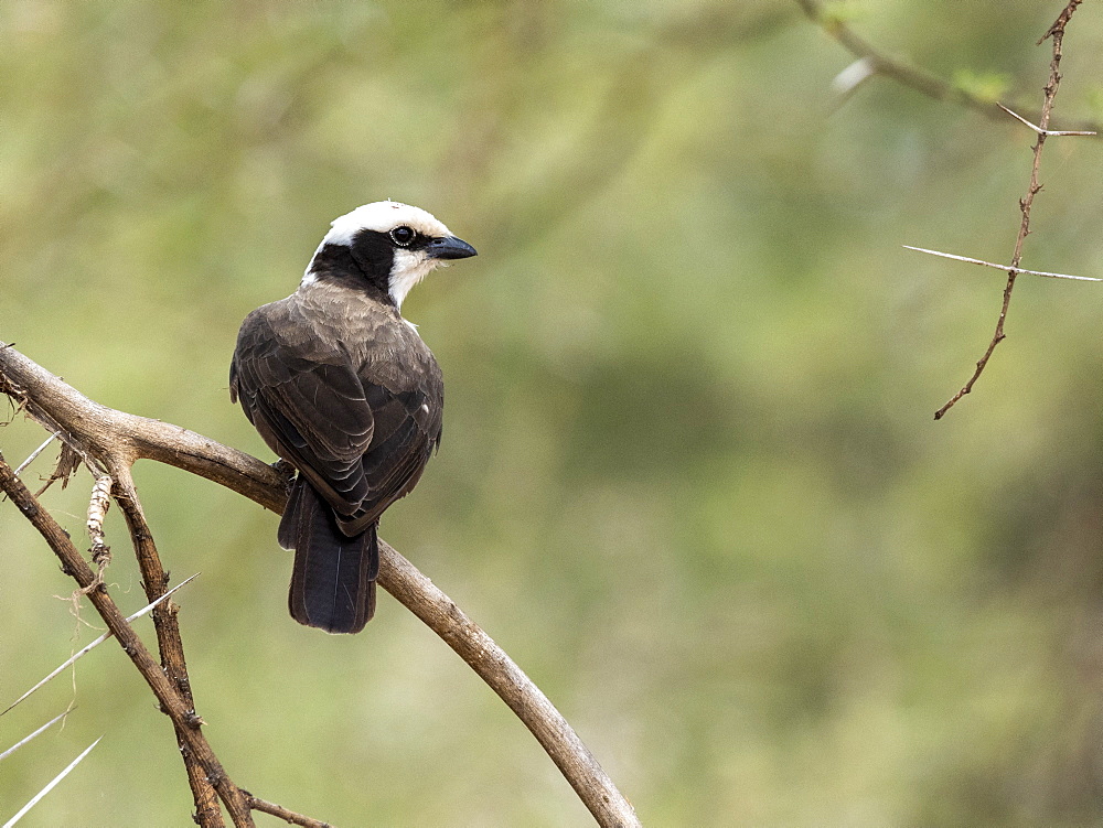 An adult northern white-crowned shrike (Eurocephalus ruppelli), Tarangire National Park, Tanzania, East Africa, Africa