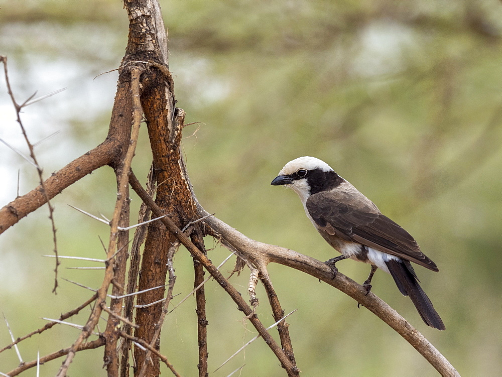 An adult northern white-crowned shrike (Eurocephalus ruppelli), Tarangire National Park, Tanzania, East Africa, Africa