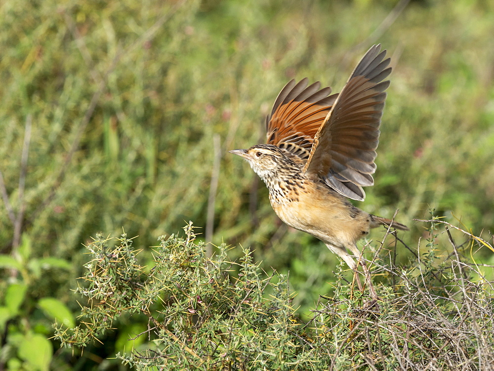 An adult red-winged lark (Mirafra hypermetra), Serengeti National Park, Tanzania, East Africa, Africa