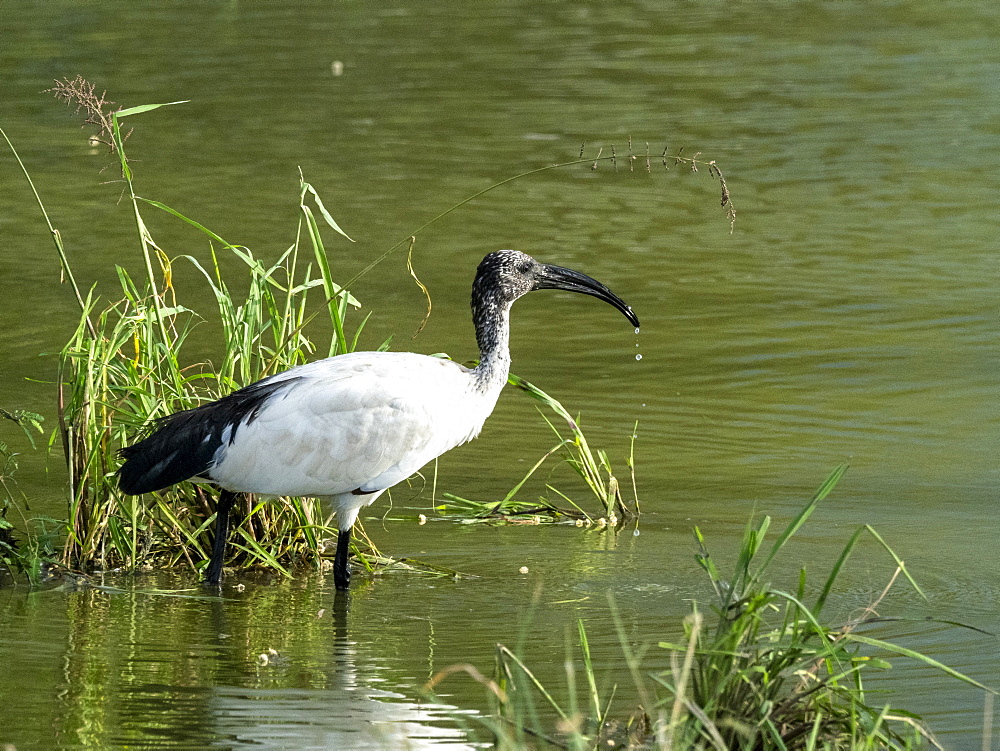 An adult African sacred ibis (Threskiornis aethiopicus), Tarangire National Park, Tanzania, East Africa, Africa