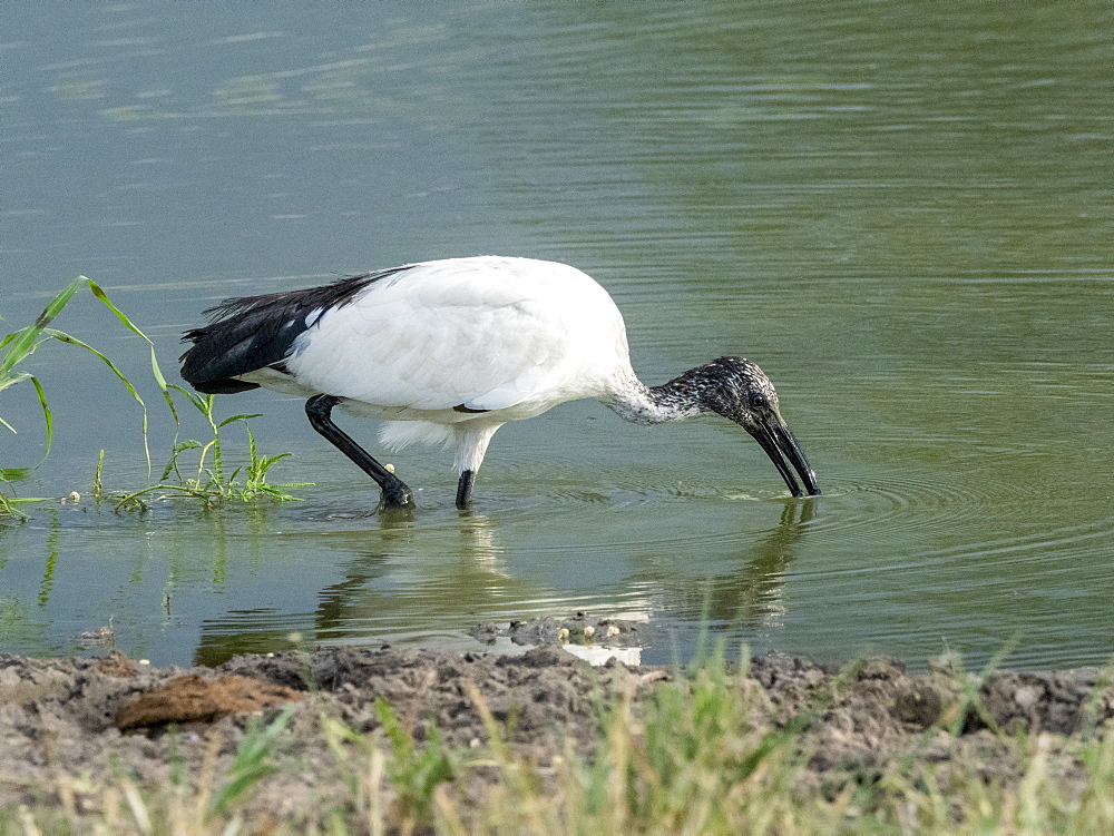 An adult African sacred ibis (Threskiornis aethiopicus), Tarangire National Park, Tanzania, East Africa, Africa