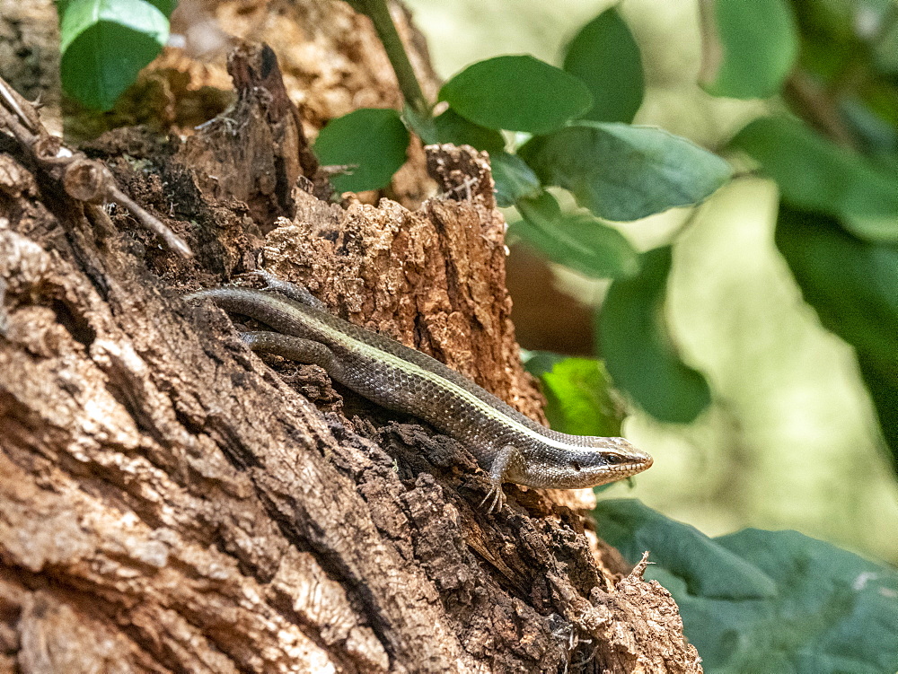 An adult African striped skink (Trachylepis striata), in Tarangire National Park, Tanzania, East Africa, Africa