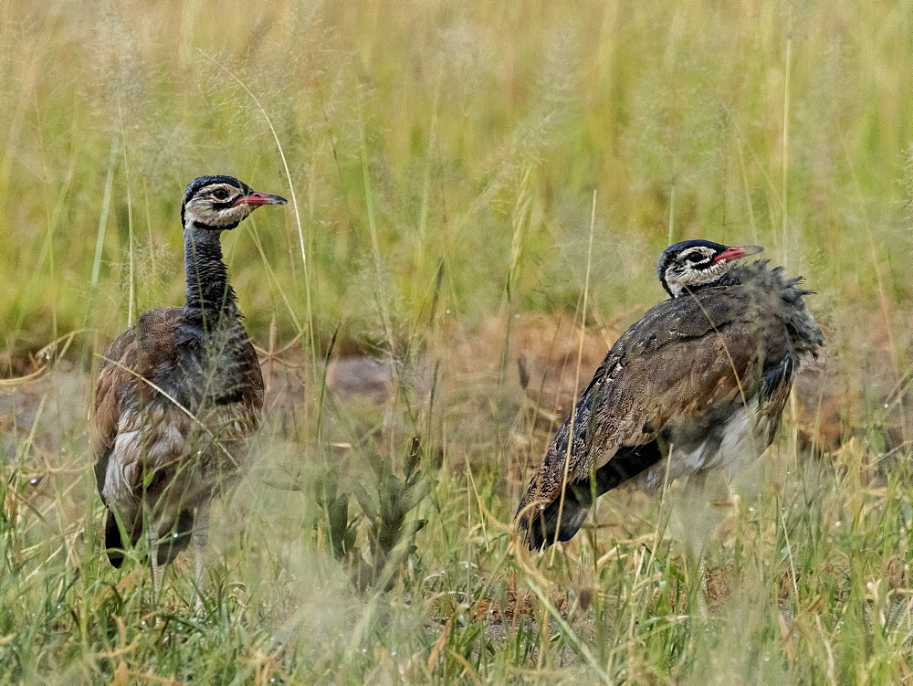 A pair of White-bellied korhaans (Eupodotis senegalensis), Tarangire National Park, Tanzania, East Africa, Africa