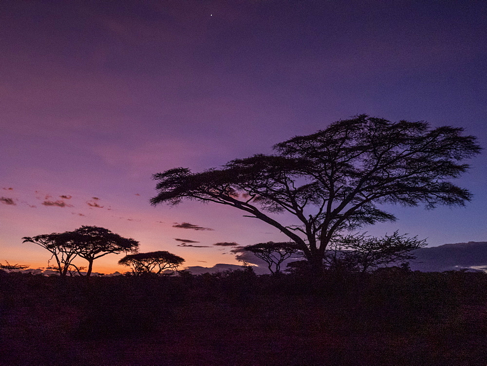 Sunrise over acacia trees in Serengeti National Park, UNESCO World Heritage Site, Tanzania, East Africa, Africa