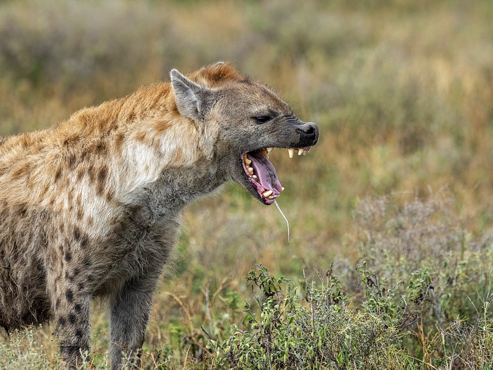 Adult spotted hyena (Crocuta crocuta) in Serengeti National Park, Tanzania, East Africa, Africa