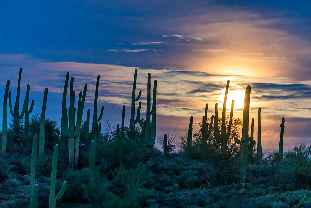 The super full moon rising over saguaro cactus (Carnegiea gigantea), Sweetwater Preserve, Tucson, Arizona, United States of America, North America