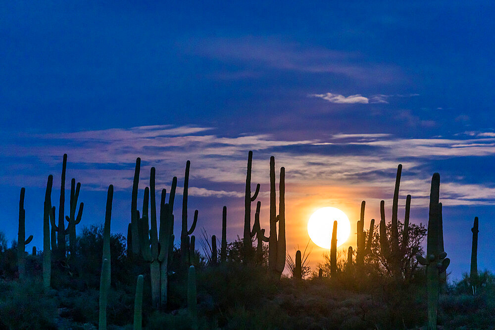 The super full moon rising over saguaro cactus (Carnegiea gigantea), Sweetwater Preserve, Tucson, Arizona, United States of America, North America