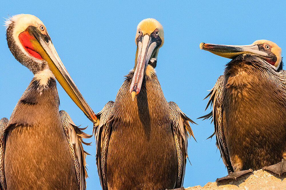 Brown pelicans (Pelecanus occidentalis) at a fish processing plant, Puerto San Carlos, Baja California Sur, Mexico, North America