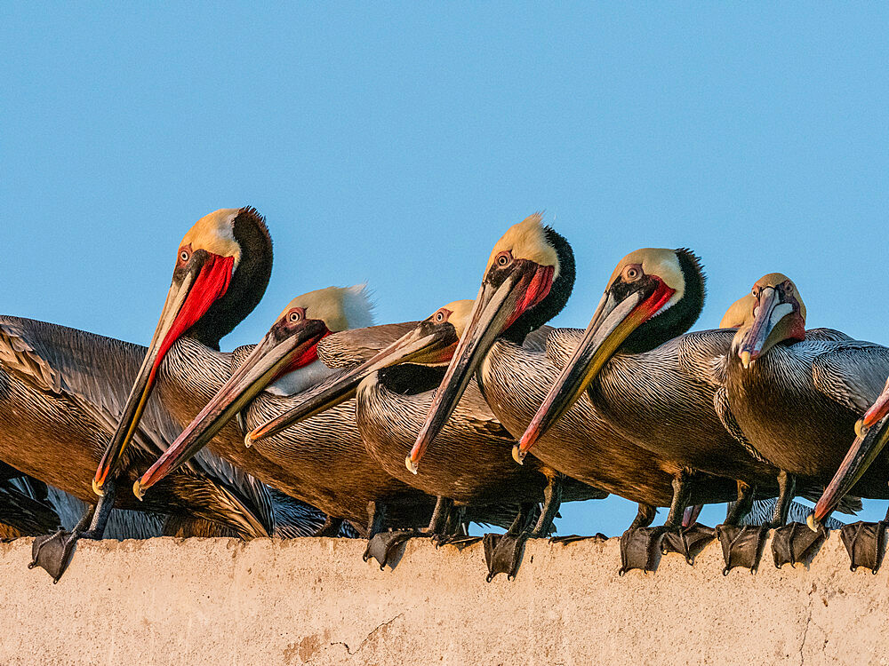 Brown pelicans (Pelecanus occidentalis) at a fish processing plant, Puerto San Carlos, Baja California Sur, Mexico, North America